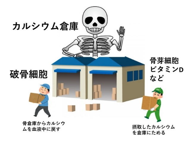 カルシウム倉庫のイラスト